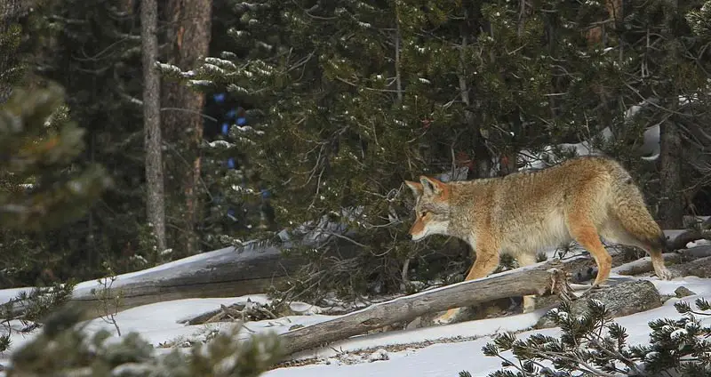 Coyotes eat foxes