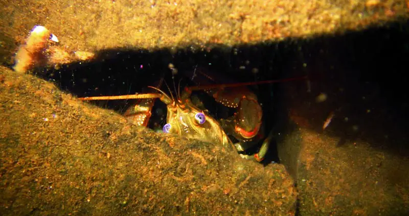Crayfish hiding