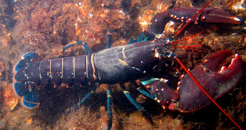 European lobster habitat