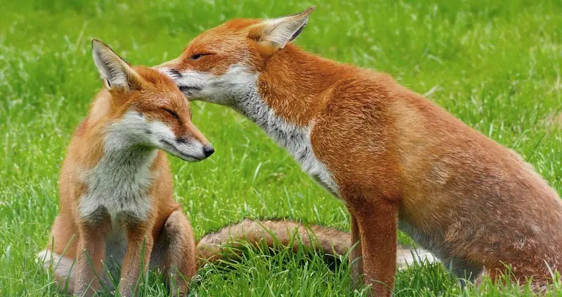 Foxes eat foxes