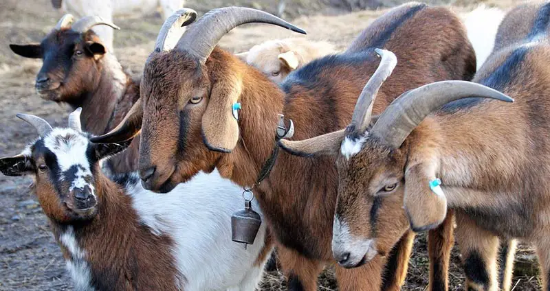 Group of goats