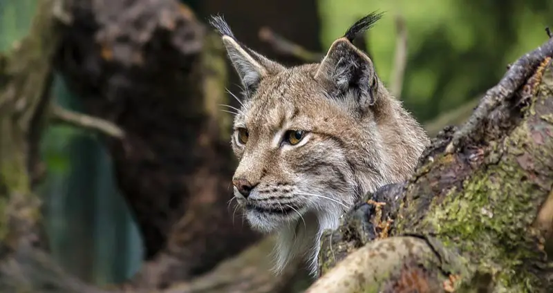 Lynxes eat foxes