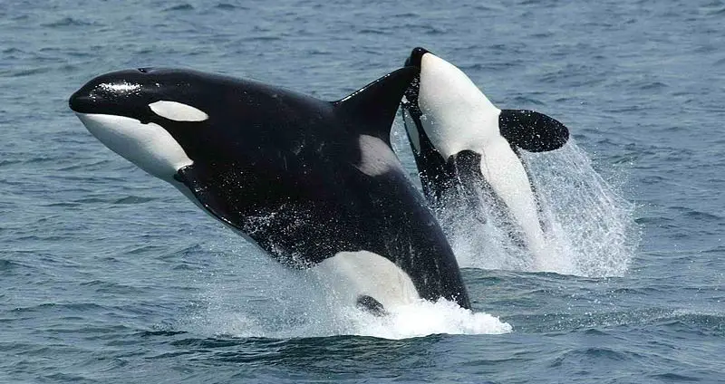 Orcas eat whales