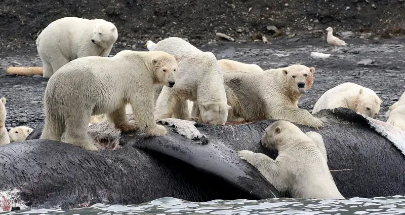 Polar bears eat whales