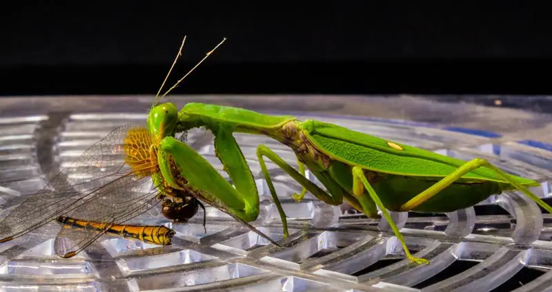 Praying mantis biting dragonfly