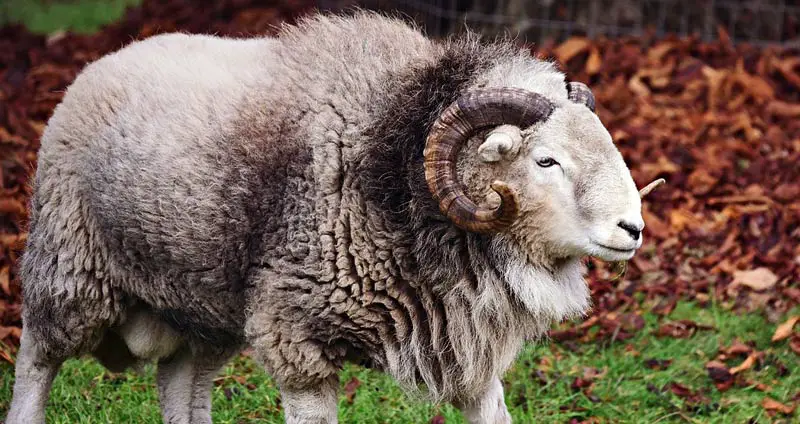 Ram wool
