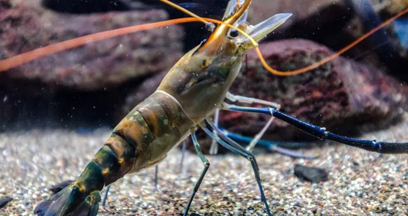 Shrimp on ocean floor