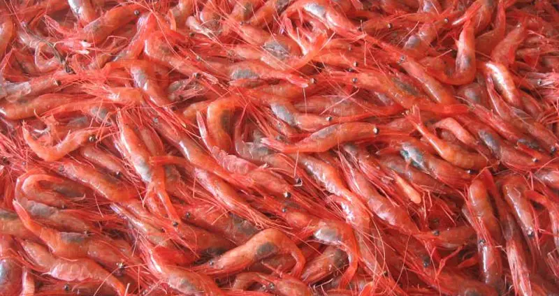 Shrimp overfishing
