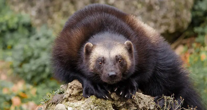 Wolverines eat foxes