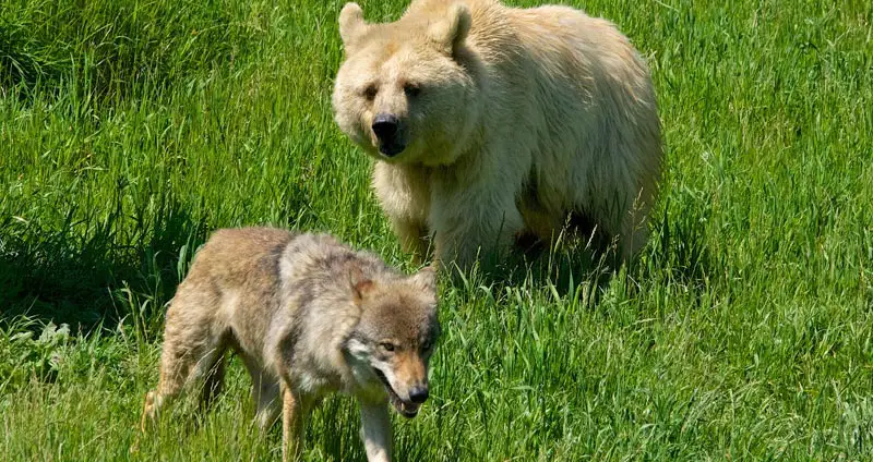 bear eats wolf