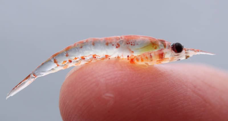 krill on finger