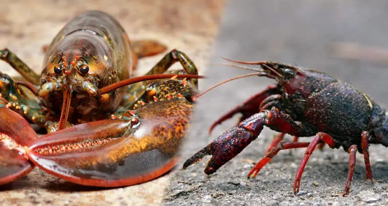 lobster vs crawfish